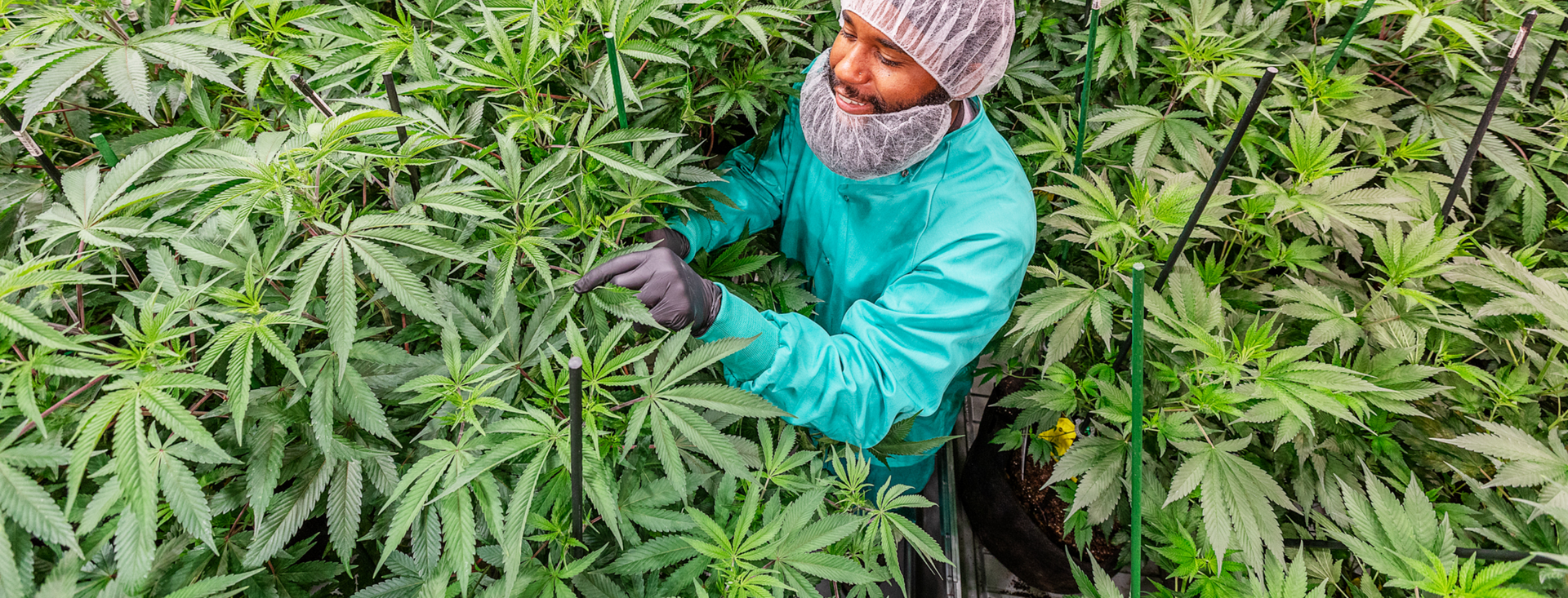 man in cannabis field at a Curaleaf marijuana grow facility.